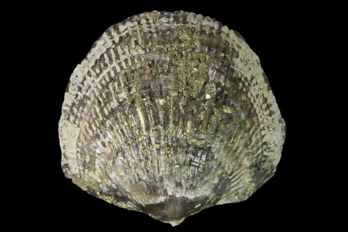 Brachiopod (Stropheodonta) Fossil - Silica Shale, Ohio #145639